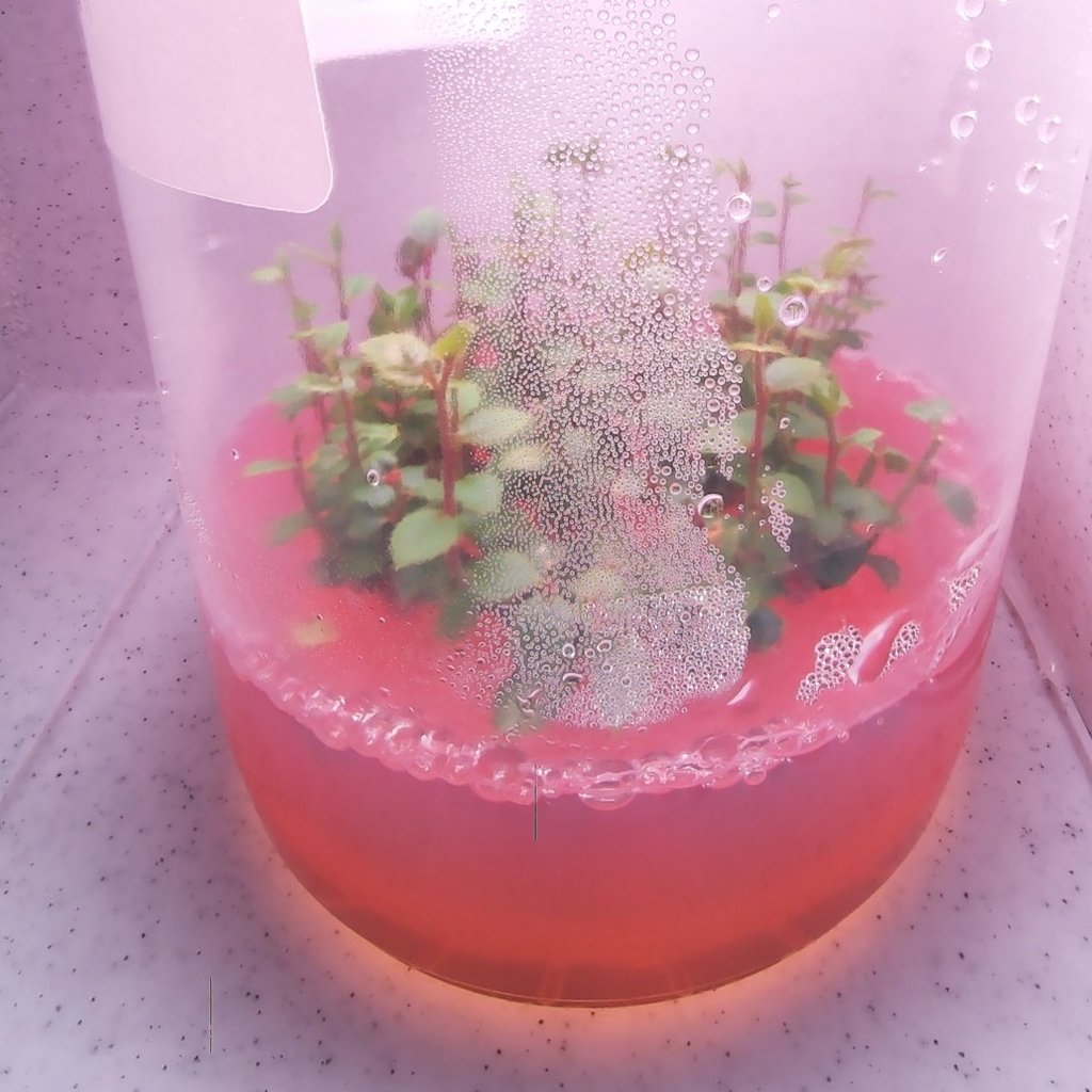 Before: condensation on vessel wall